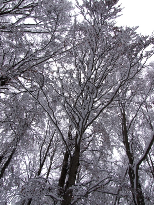 merletti di neve